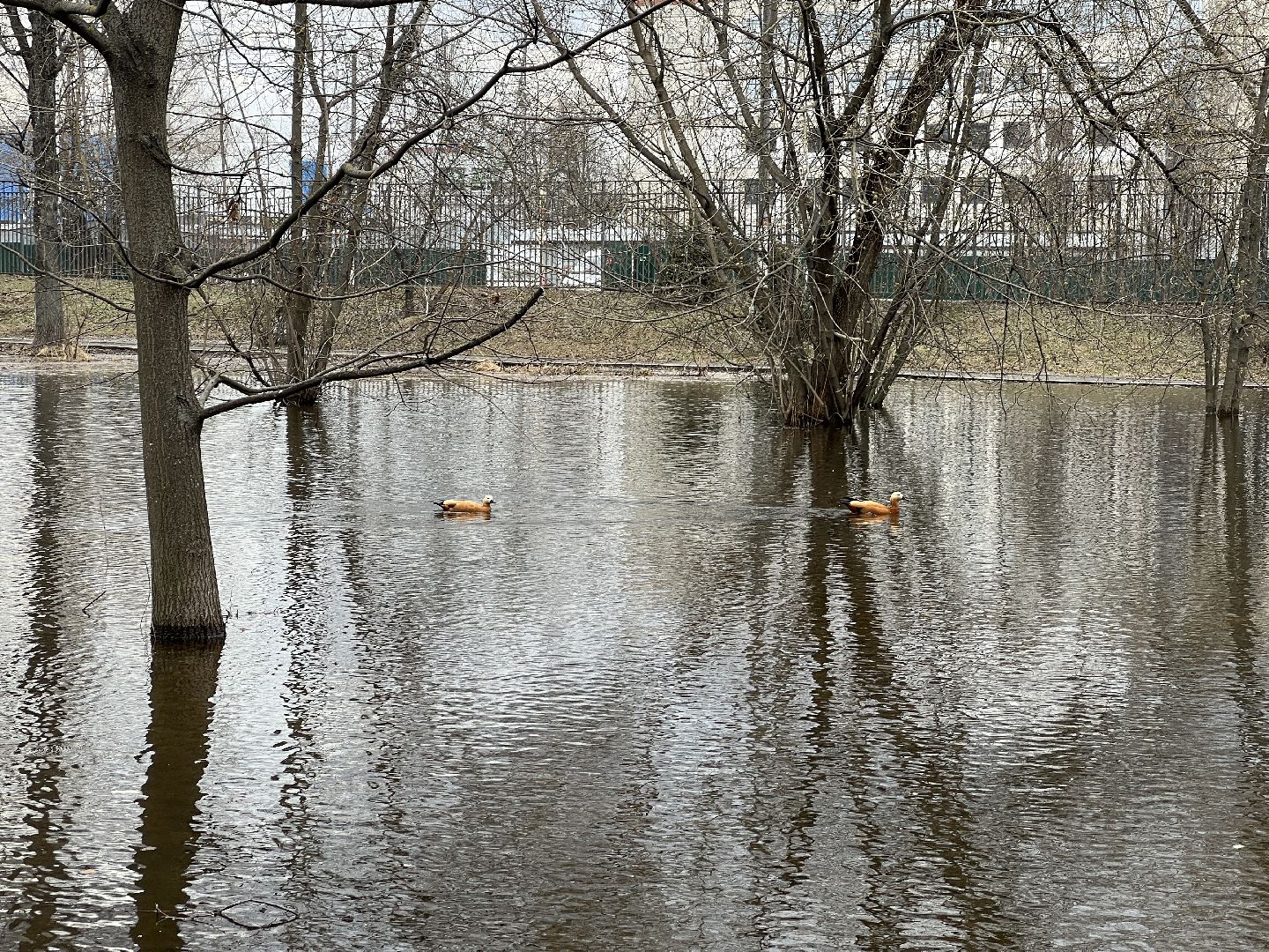 химки, общество, парк, утки,