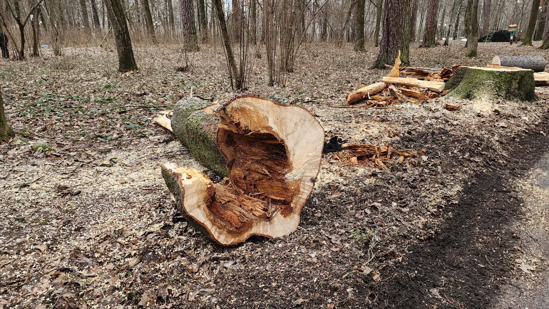 красногорск, детский городок, сильный ветер, непогода, упавшие деревья,