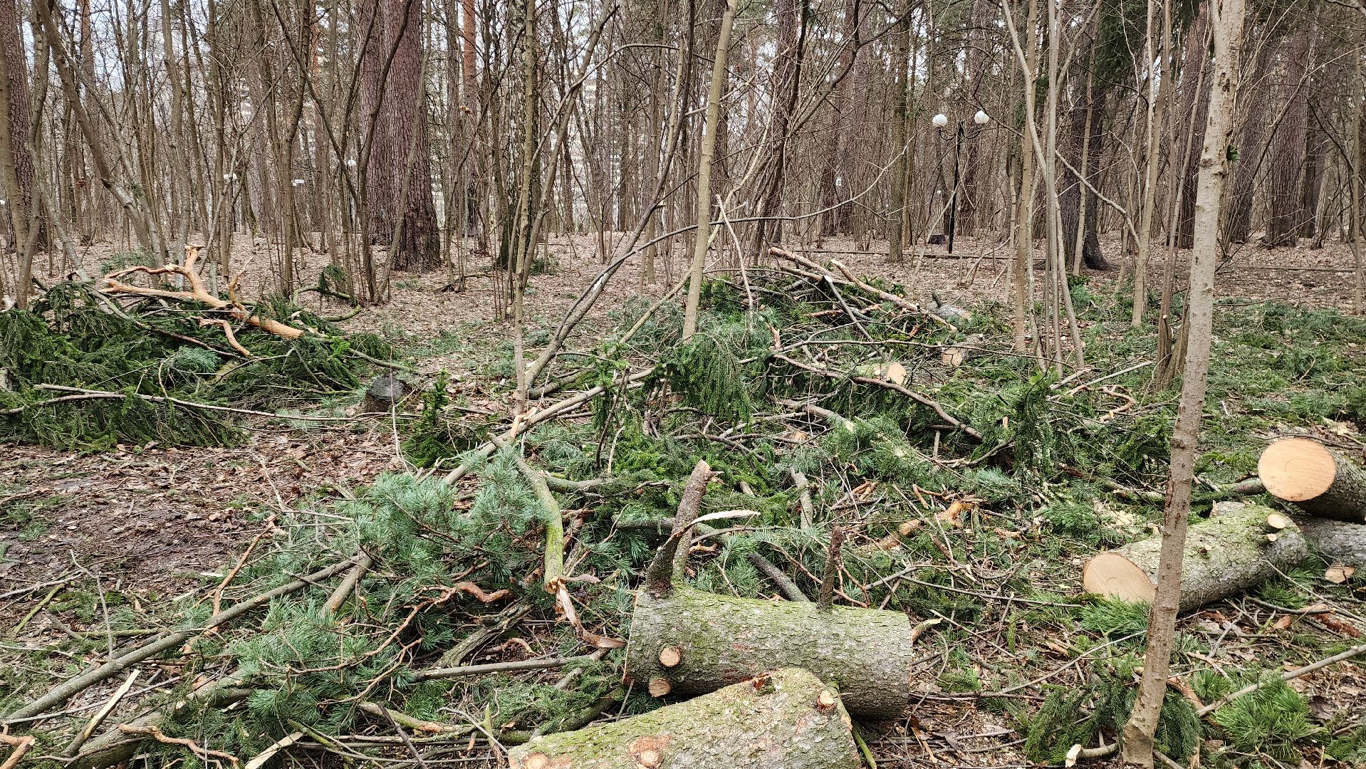 красногорск, детский городок, сильный ветер, непогода, упавшие деревья,