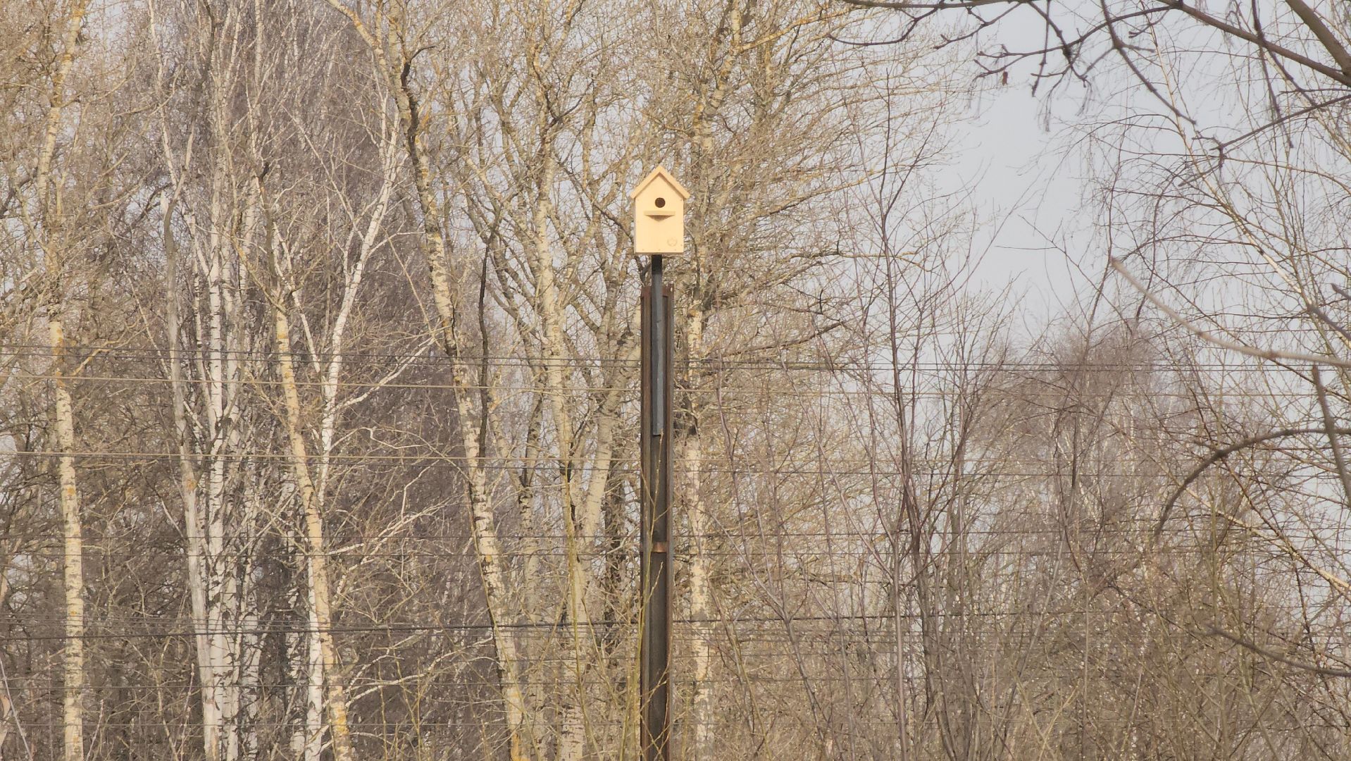 долгопрудный, x-легион, кинологи, скворечники, весна,