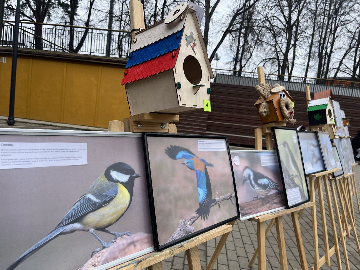 наро-фоминск,центральный парк наро-фоминска, наро-фоминский городской округ, день пернатых, зеленый дятел, красная книга,пернатые в парках,