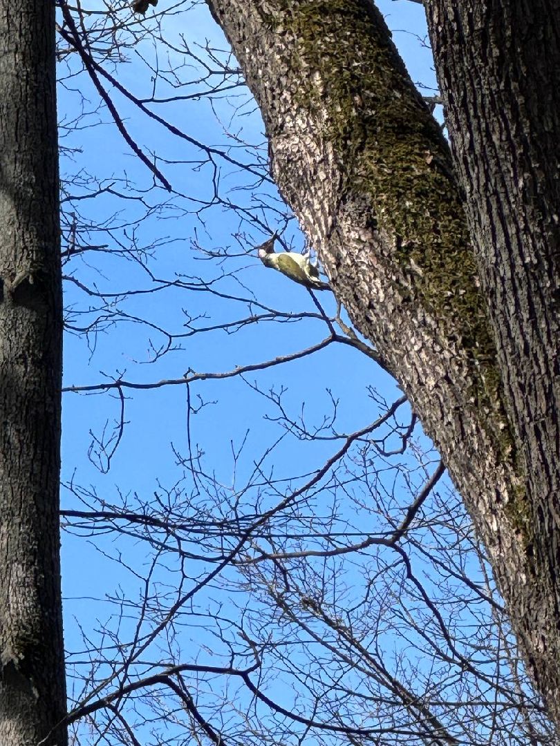 наро-фоминск,центральный парк наро-фоминска, наро-фоминский городской округ, день пернатых, зеленый дятел, красная книга,пернатые в парках,