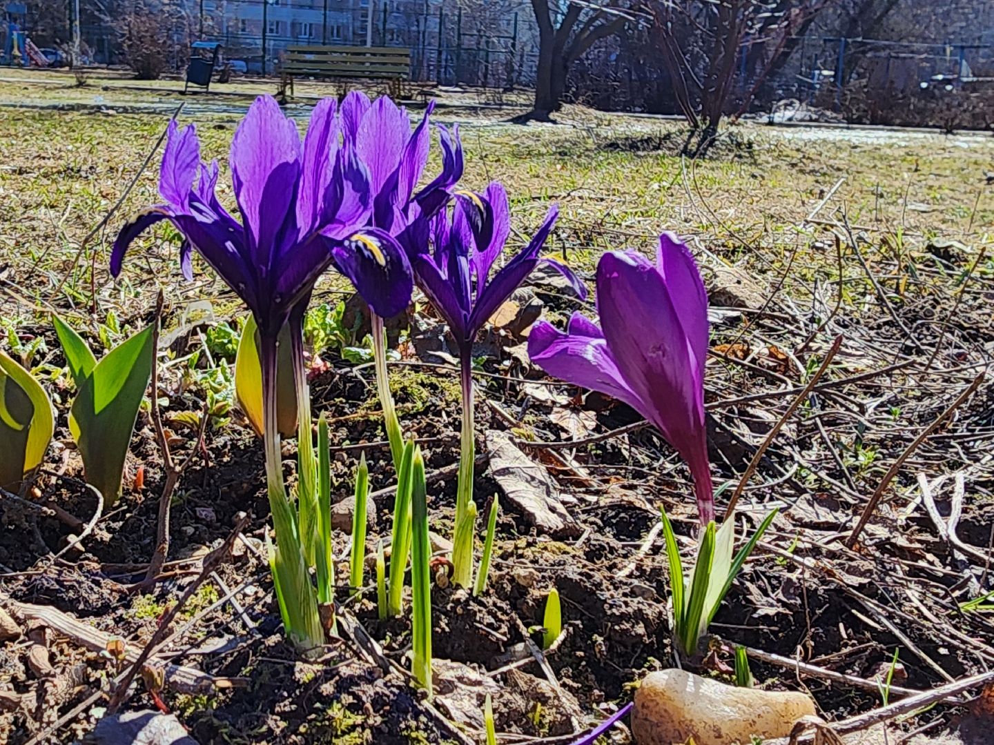 Первоцветы, клумбы, лобня,