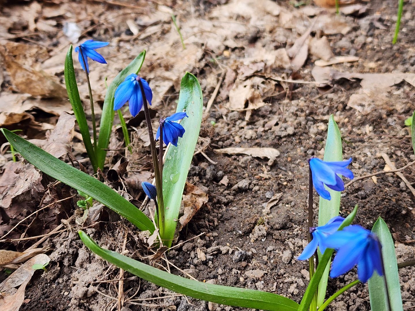 Первоцветы, клумбы, лобня,