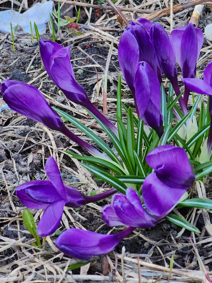 Первоцветы, клумбы, лобня,