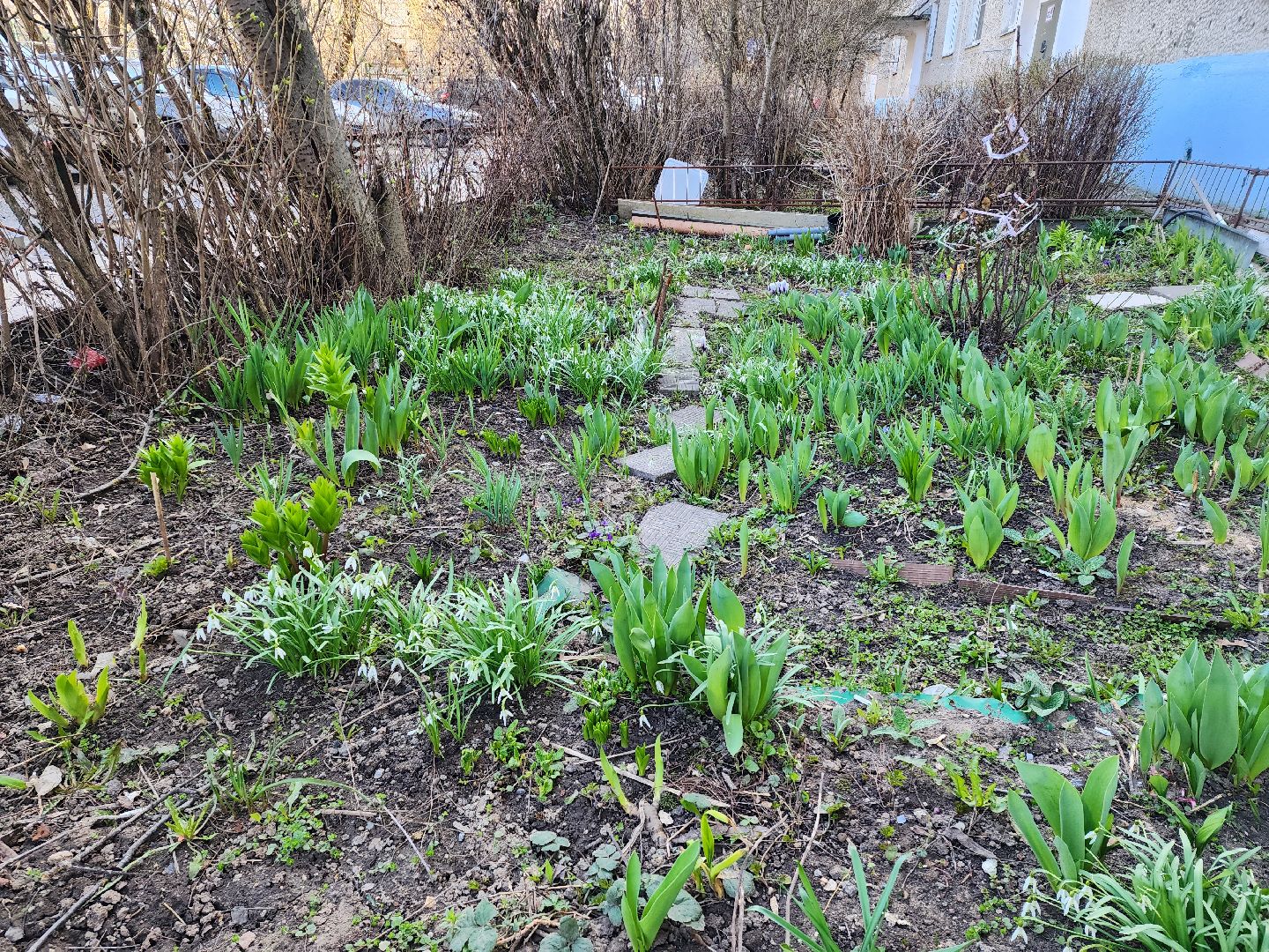 Первоцветы, клумбы, лобня,