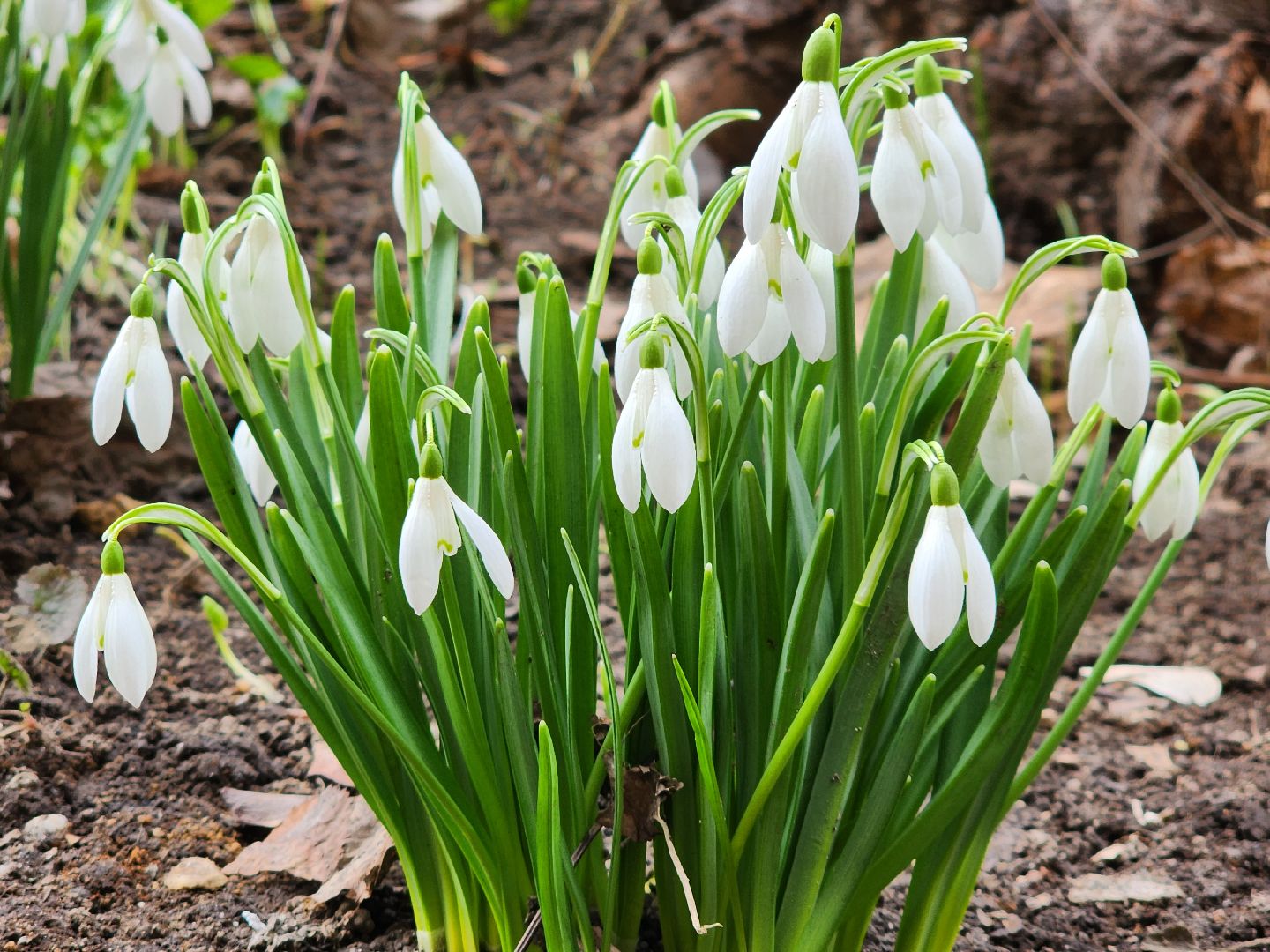 Первоцветы, клумбы, лобня,