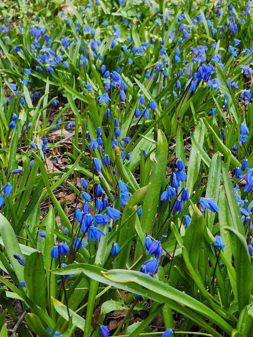 Первоцветы, клумбы, лобня,