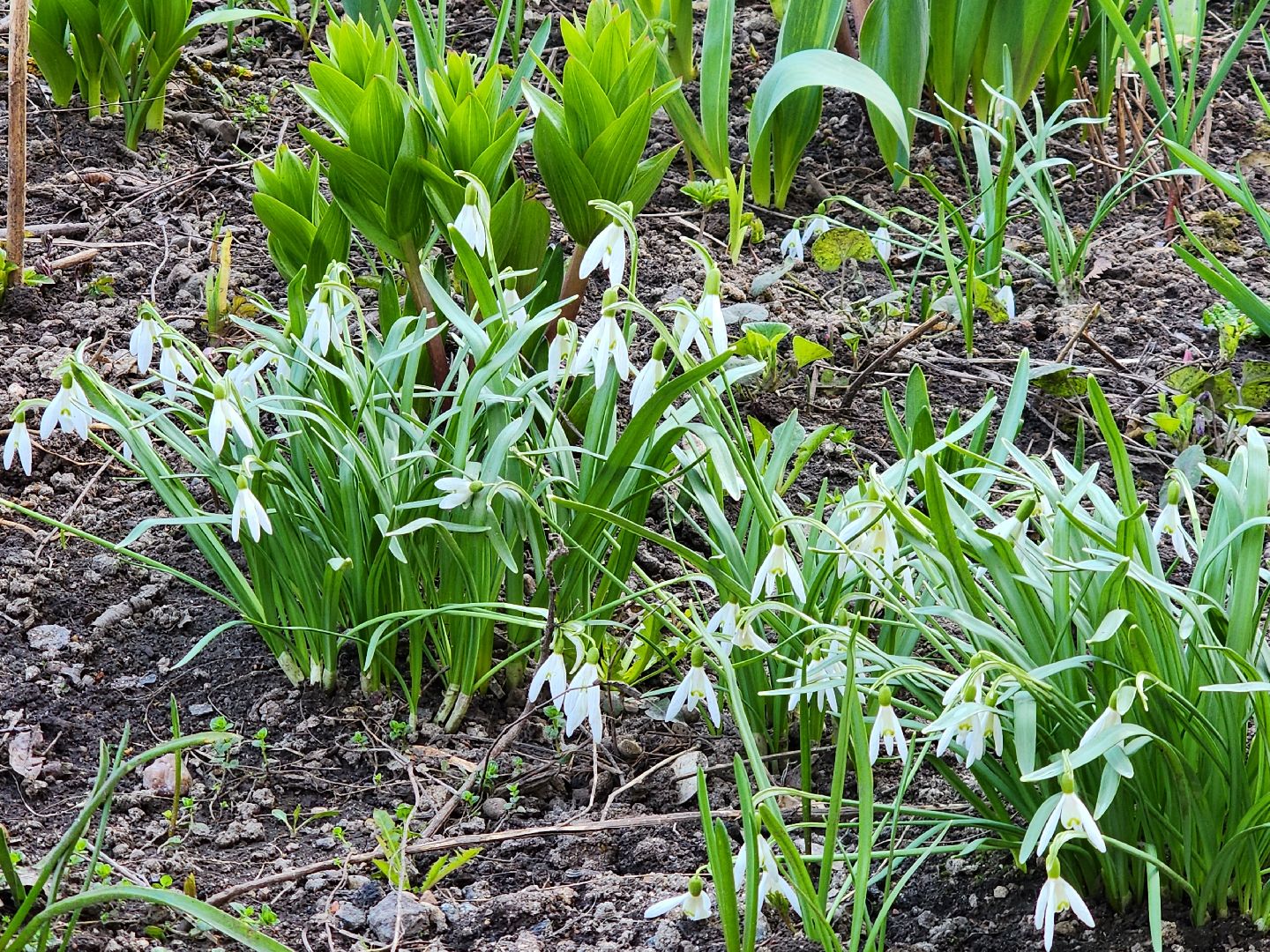 Первоцветы, клумбы, лобня,