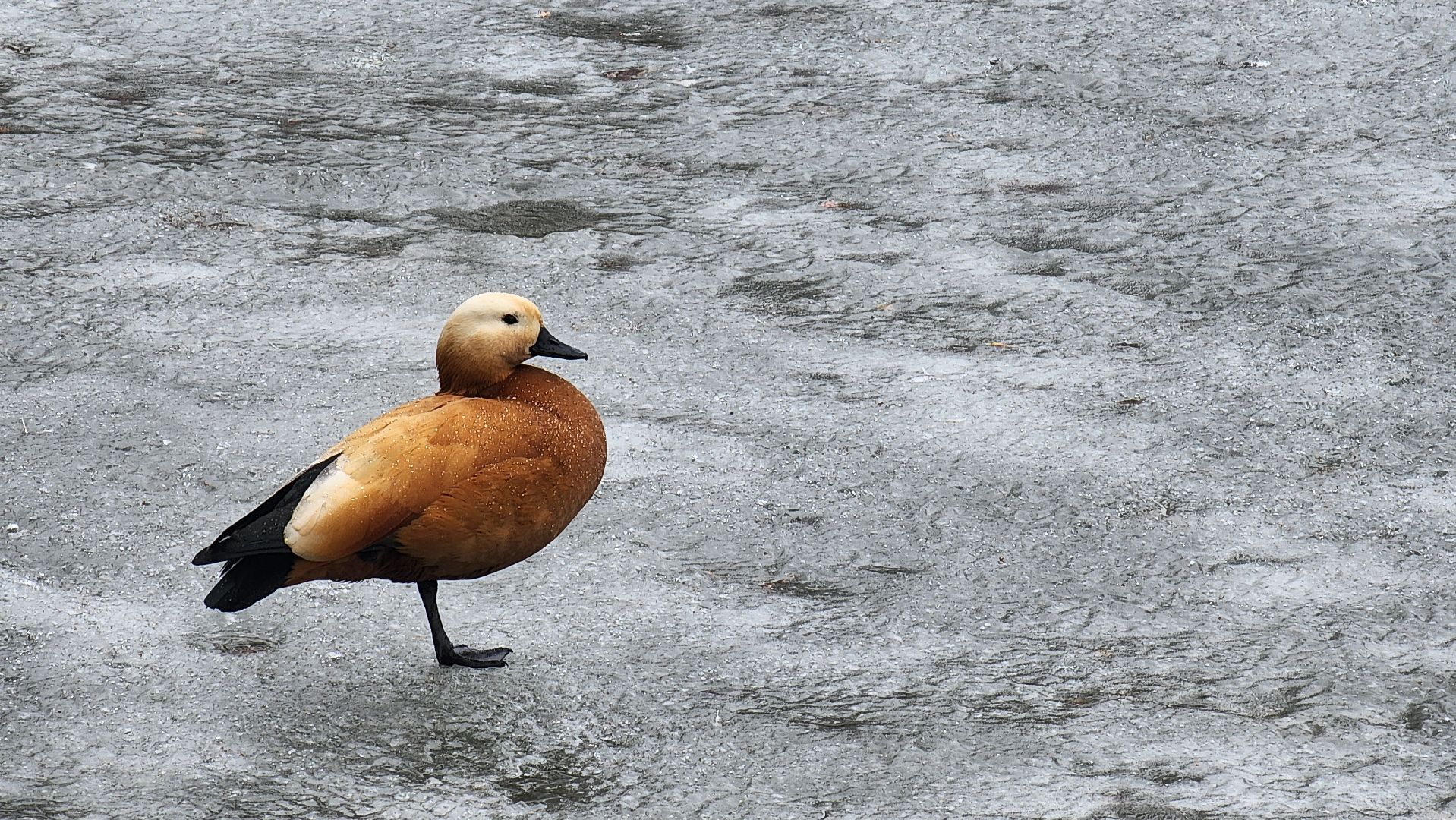 красногорск, день птиц, ивановские пруды, парки красногорска, праздник,