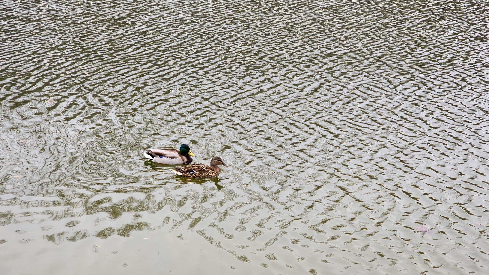 красногорск, день птиц, ивановские пруды, парки красногорска, праздник,