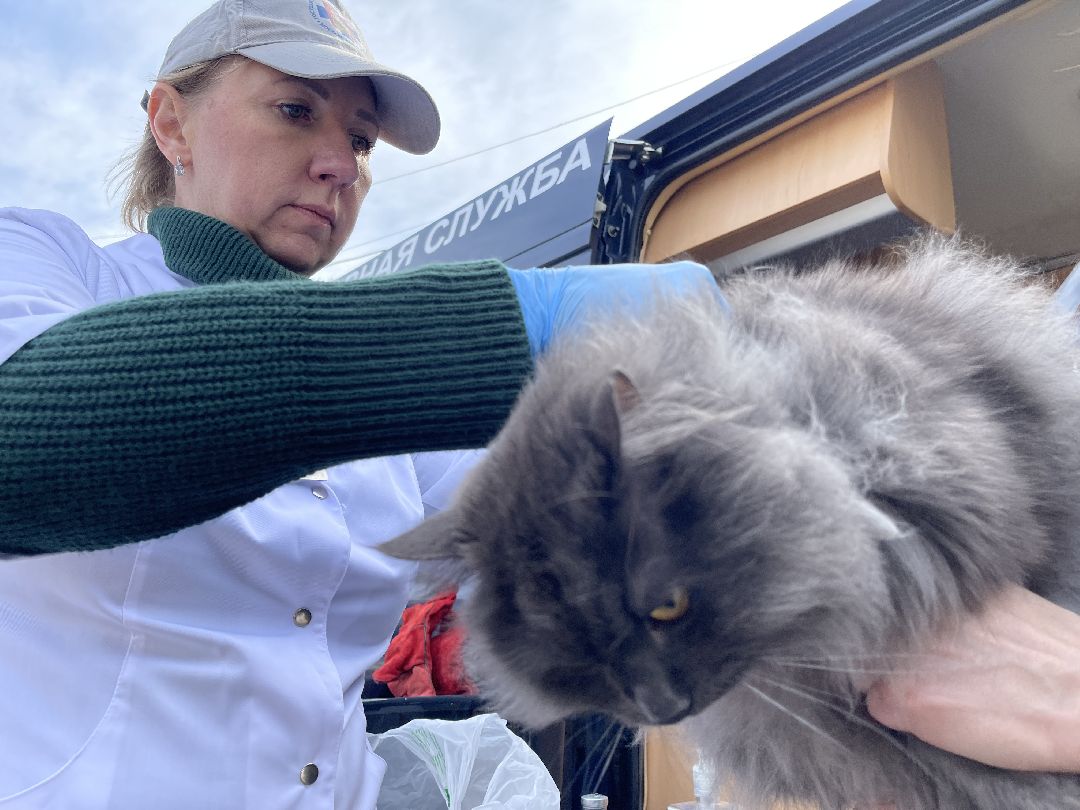 Лапино, Одинцово, ветеринария, вакцинация, бешенство, кошки, собаки,