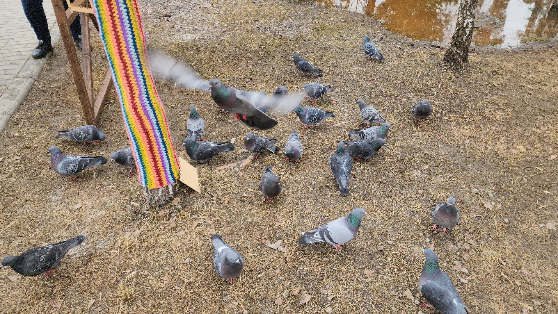 шатура, покормите птиц зимой, парк, парки подмосковья ., парки шатуры, международная акция, кормушки,