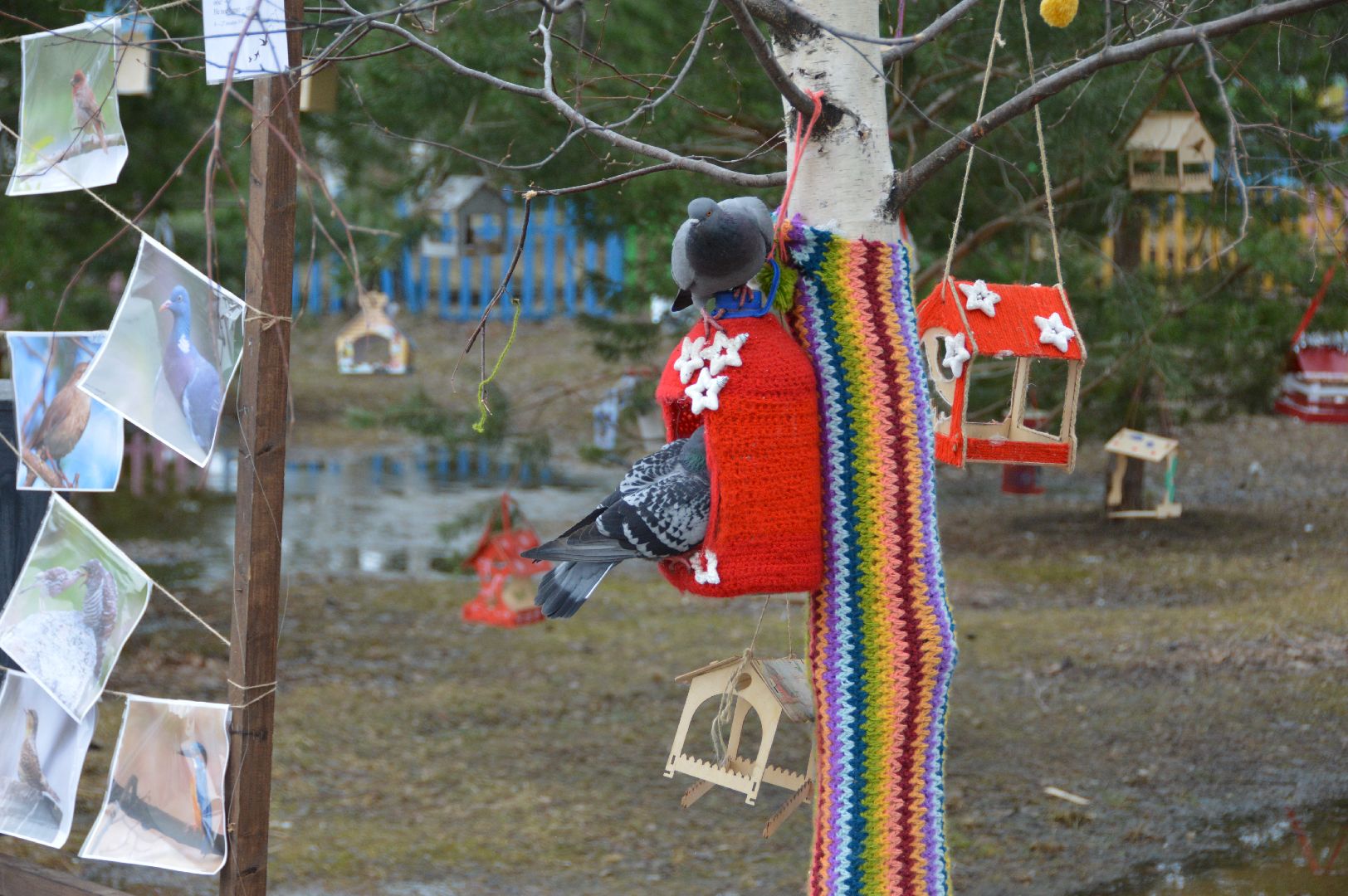 шатура, покормите птиц зимой, парк, парки подмосковья ., парки шатуры, международная акция, кормушки,