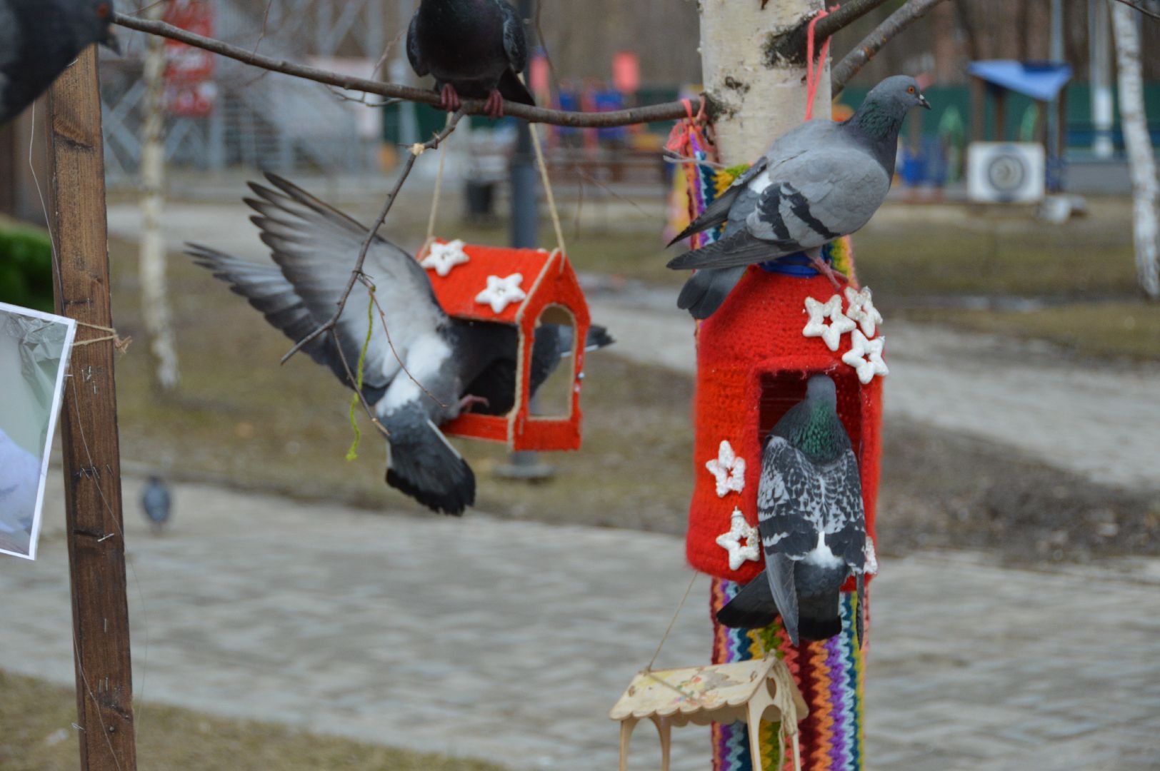 шатура, покормите птиц зимой, парк, парки подмосковья ., парки шатуры, международная акция, кормушки,