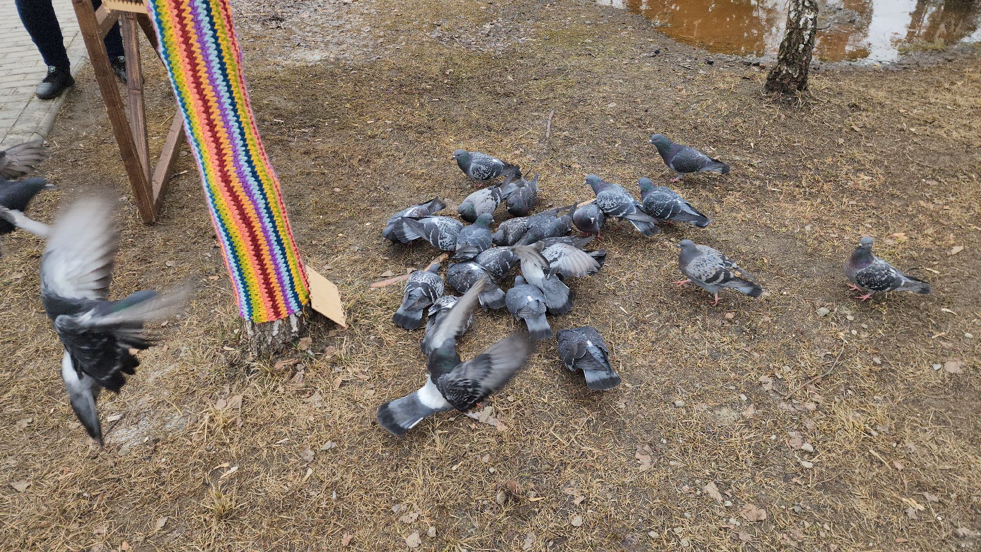 шатура, покормите птиц зимой, парк, парки подмосковья ., парки шатуры, международная акция, кормушки,