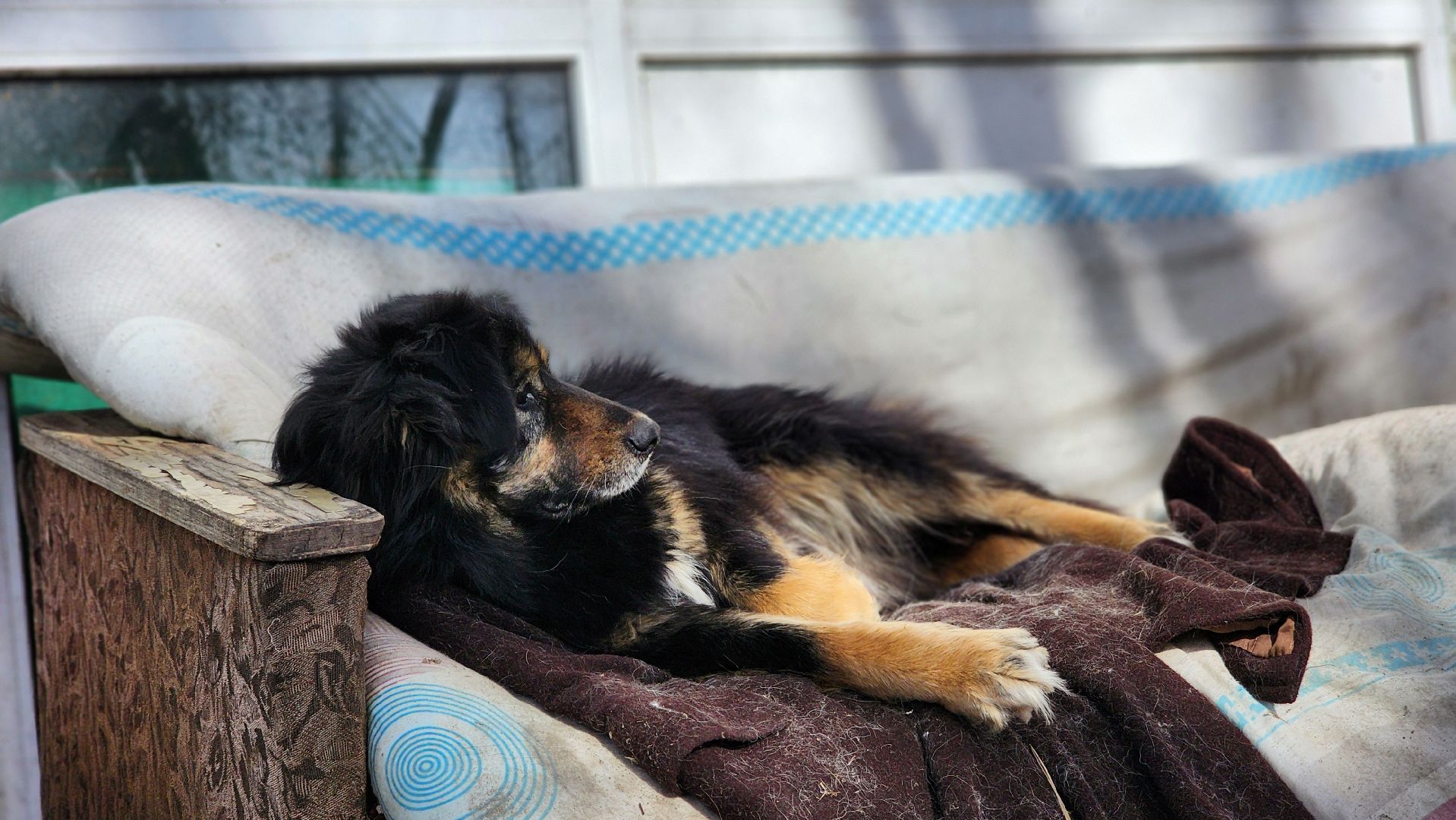 хвостатый рай, благотворительность, протвино, собаки, помощь,