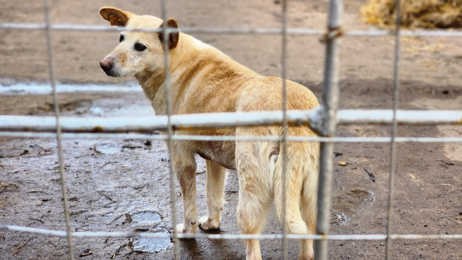 хвостатый рай, благотворительность, протвино, собаки, помощь,