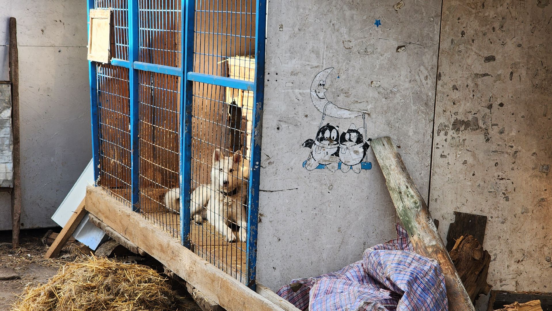 хвостатый рай, благотворительность, протвино, собаки, помощь,