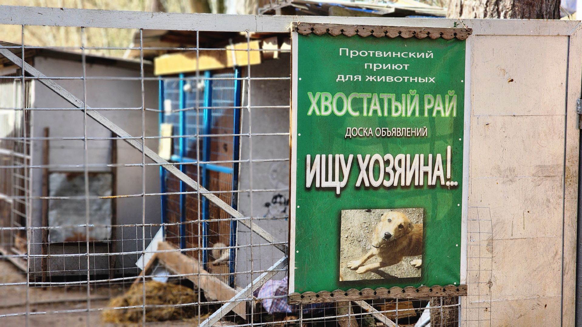хвостатый рай, благотворительность, протвино, собаки, помощь,