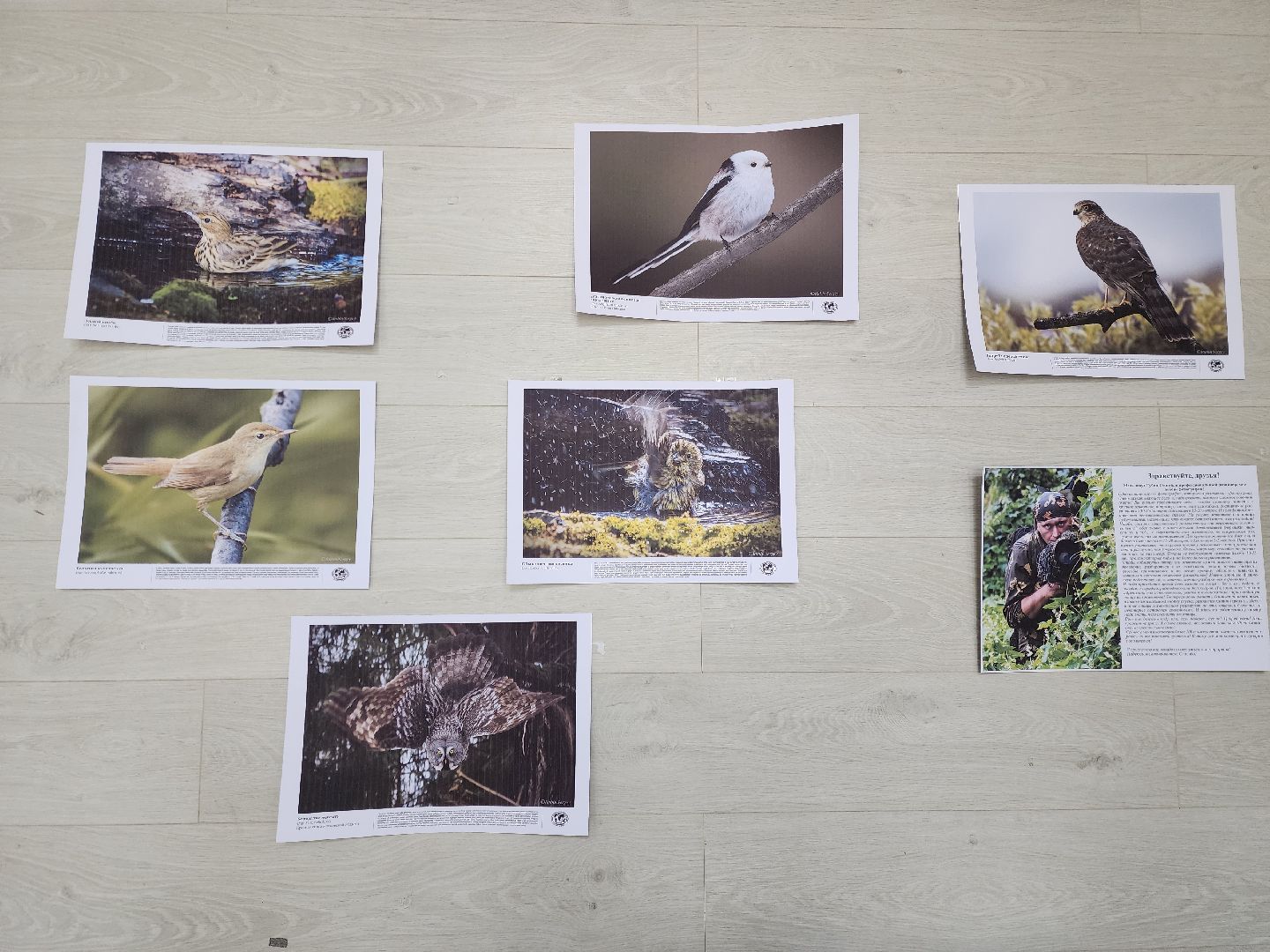 ногинск, парки подмосковья, птица,