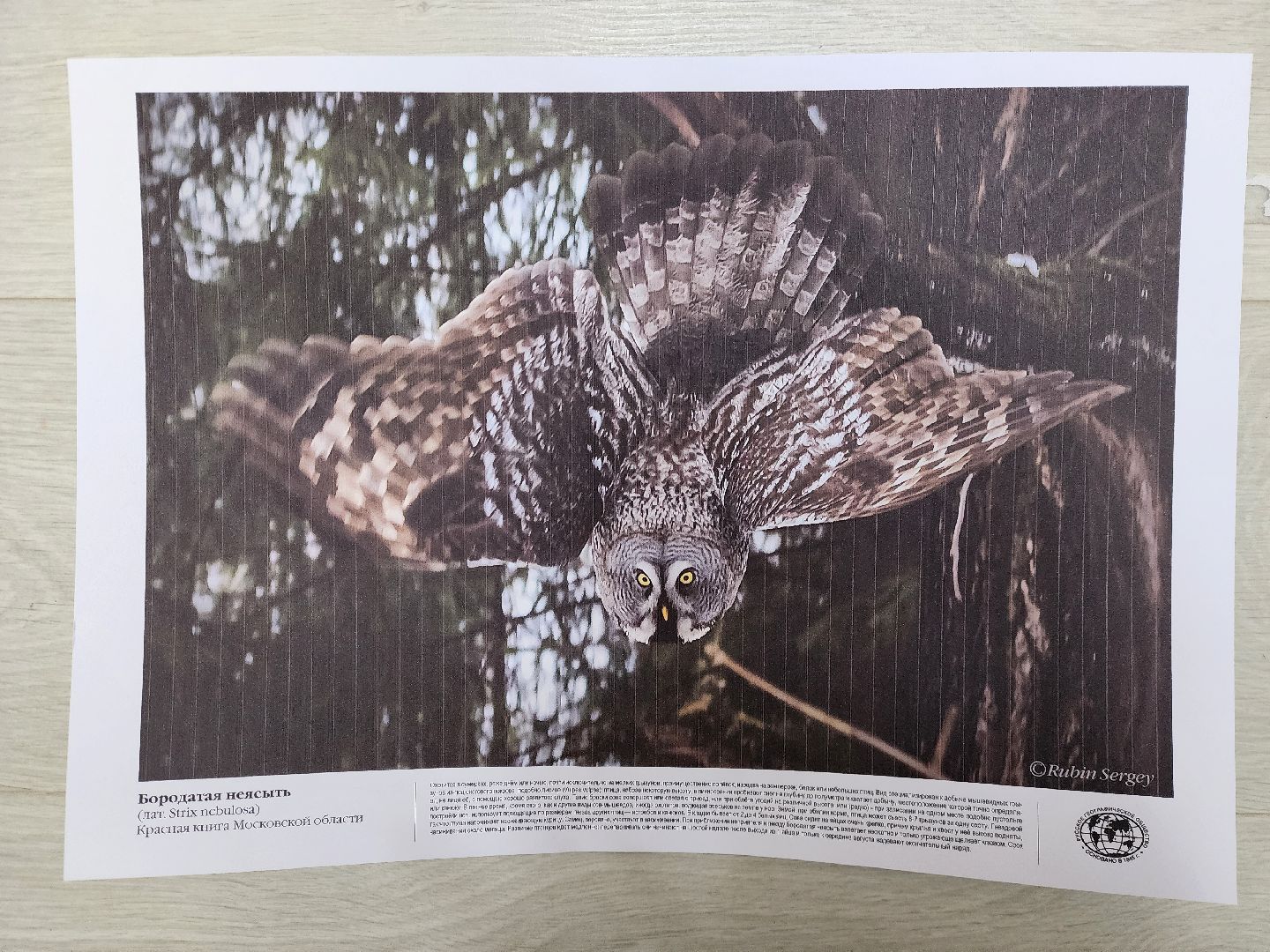 ногинск, парки подмосковья, птица,