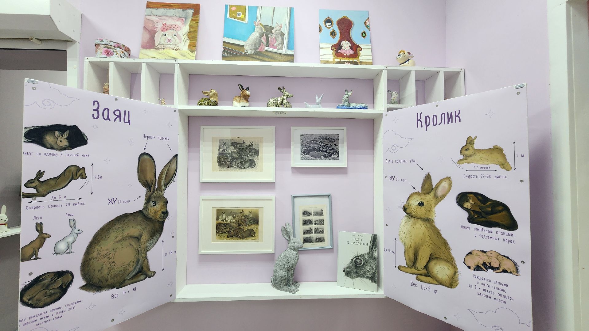 Солнечногорск, культура, музей, кролики и зайцы,