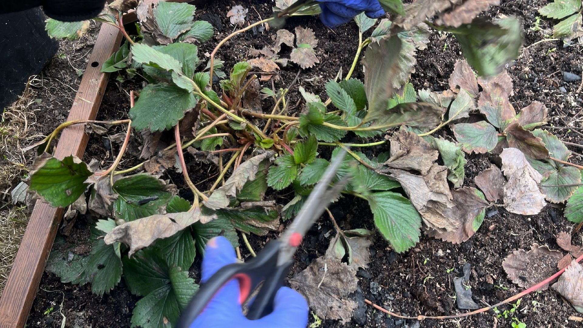 дача, дачники, дачный сезон, уборка,