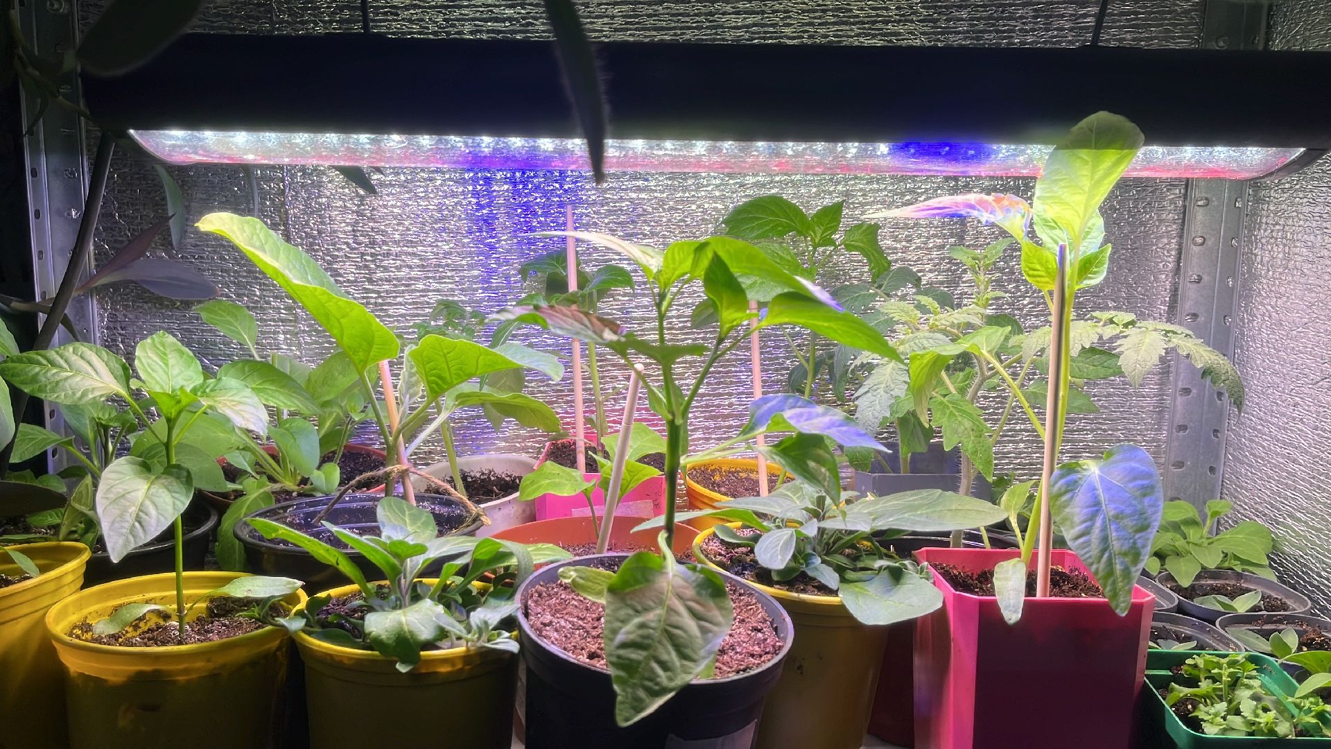 дача, дачники, дачный сезон, уборка,