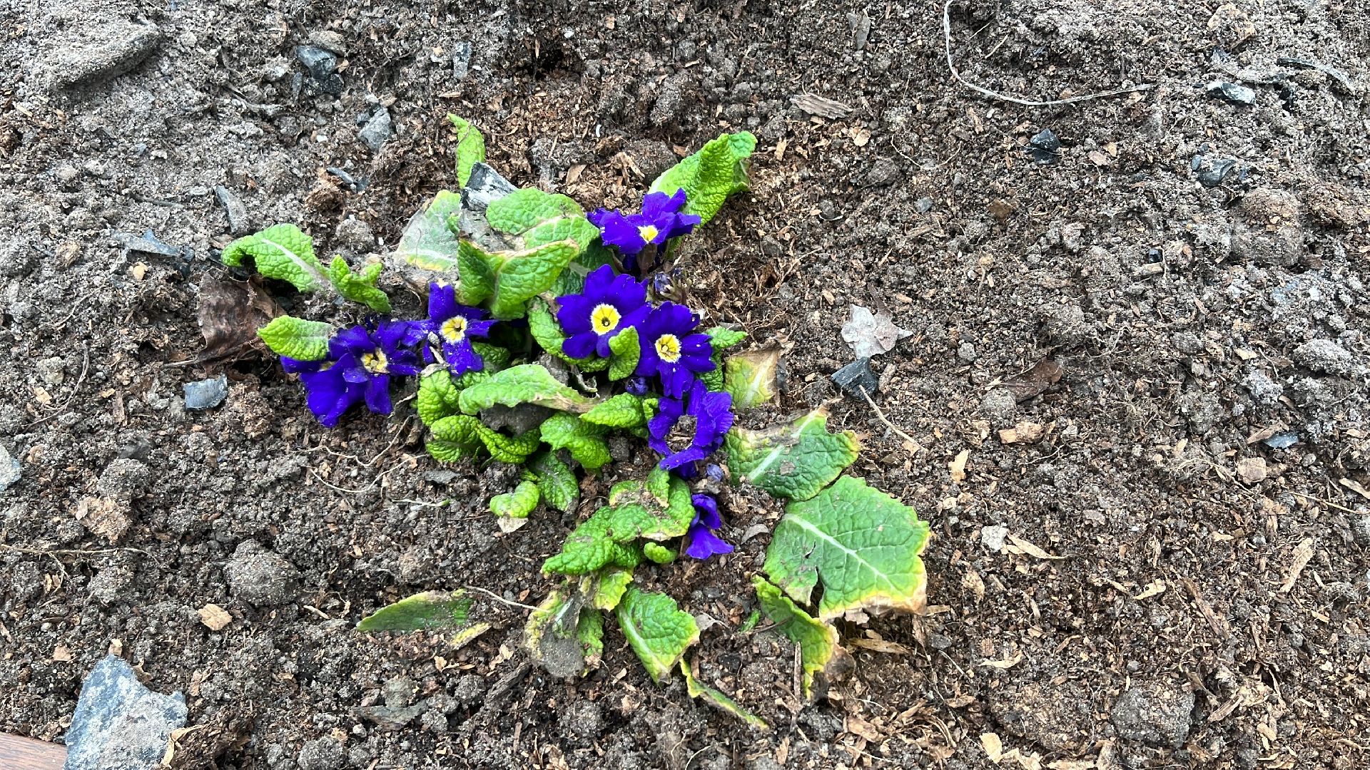 дача, дачники, дачный сезон, уборка,