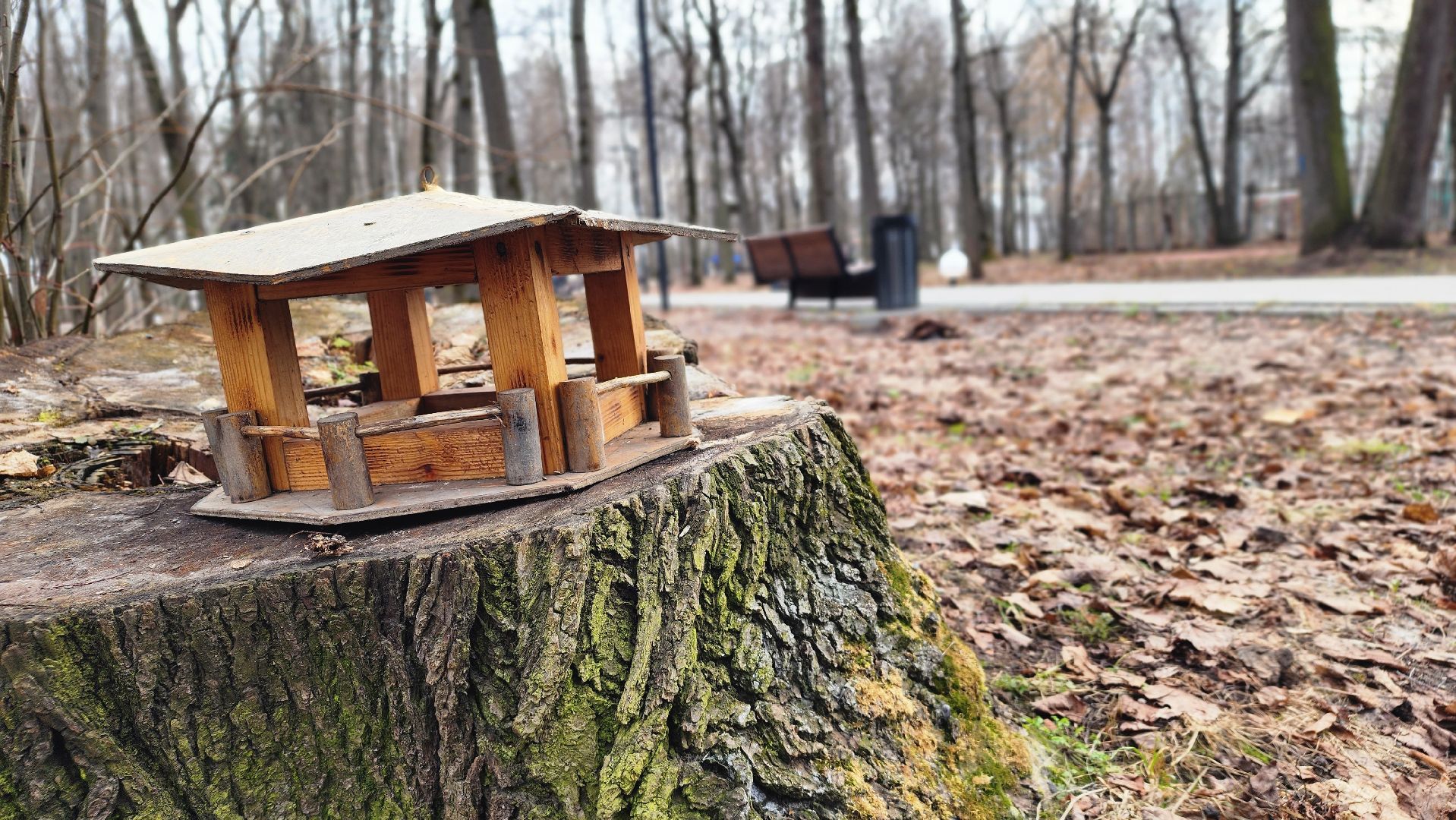 парки подмосковья, пернатые в парках, экология, Лосино-Петровский,