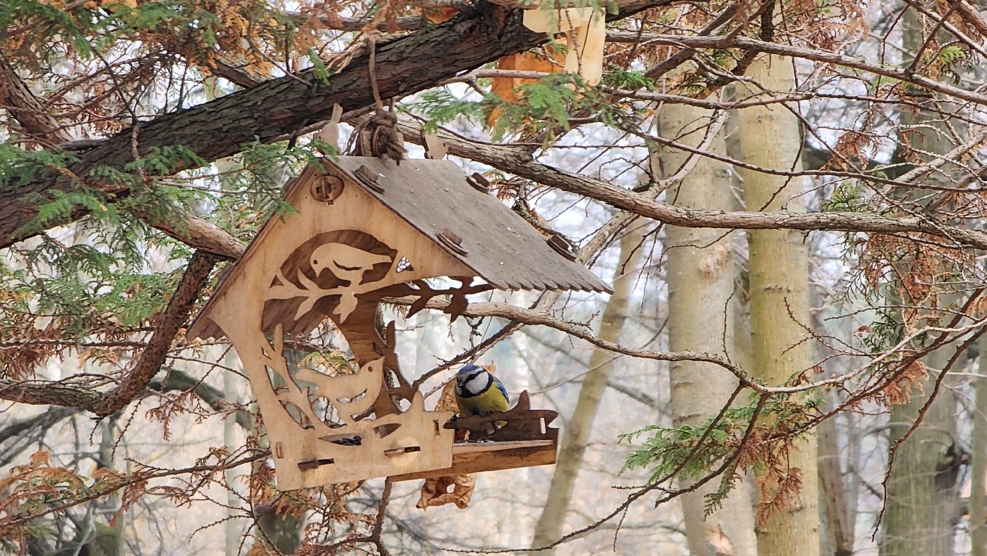 парки подмосковья, пернатые в парках, экология, Лосино-Петровский,