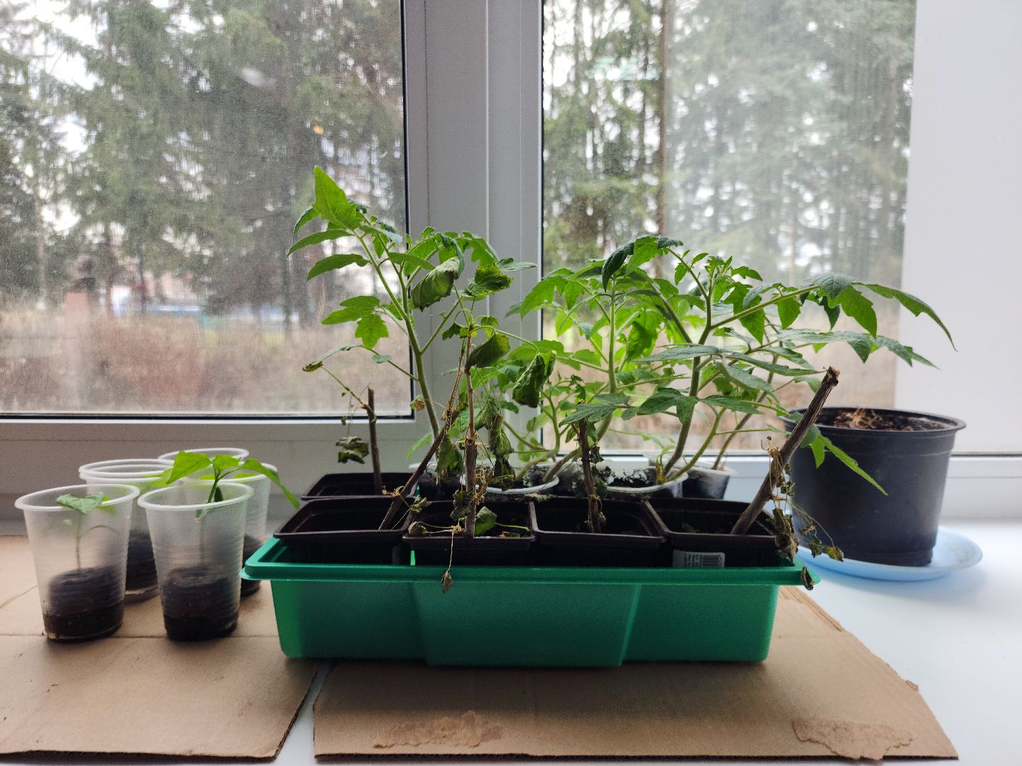 Звенигород, Образование, Конкурс,