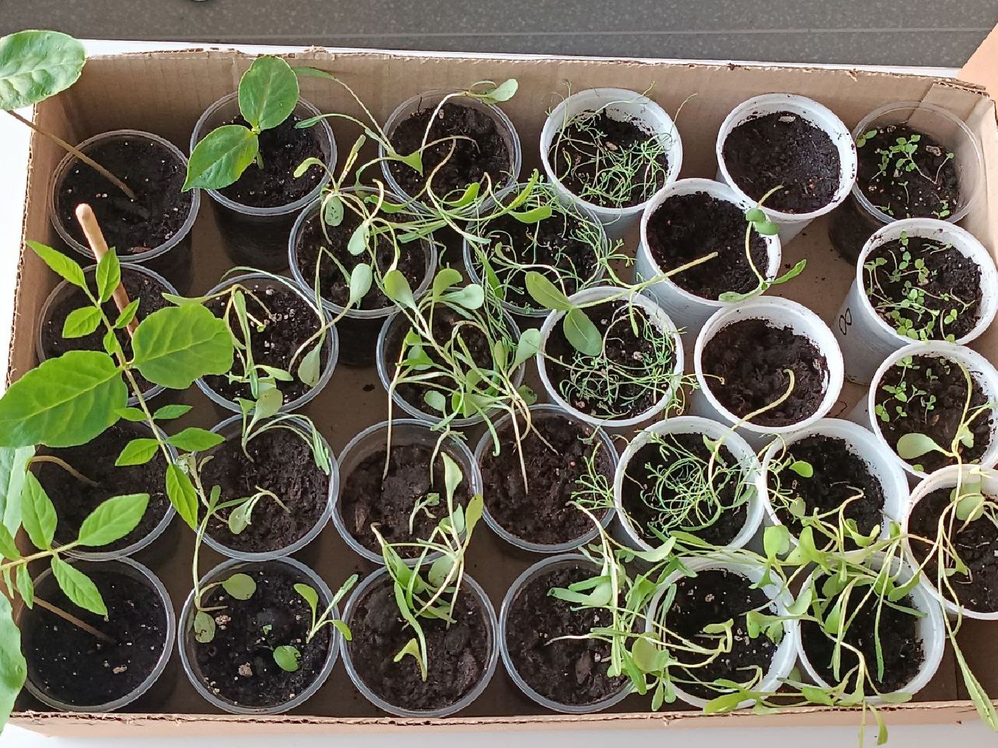 Звенигород, Образование, Конкурс,