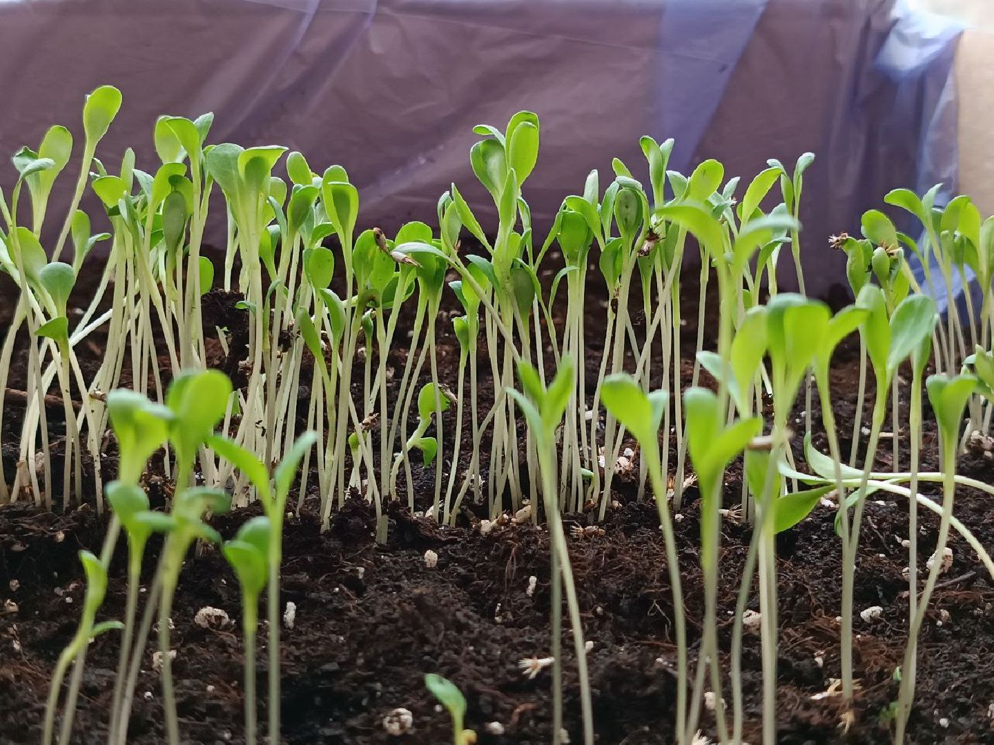 Звенигород, Образование, Конкурс,