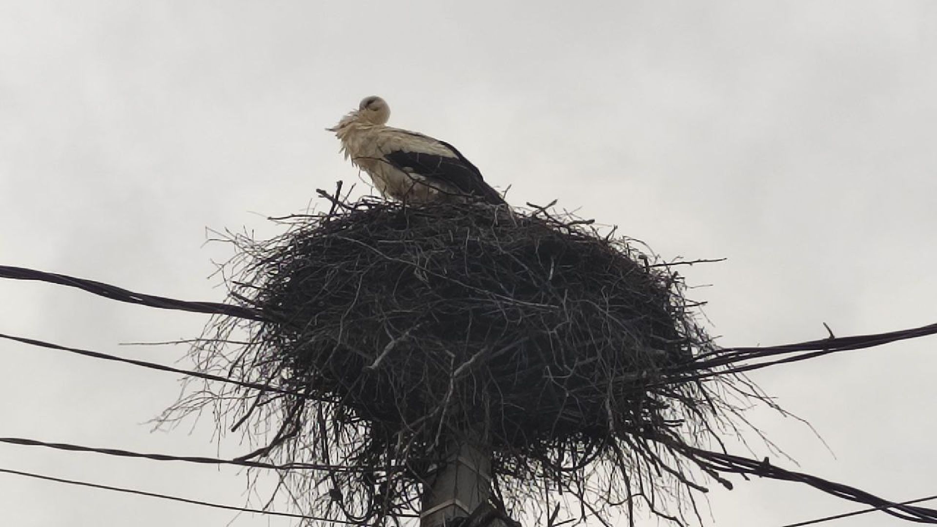 волоколамск, аисты, село спасс,