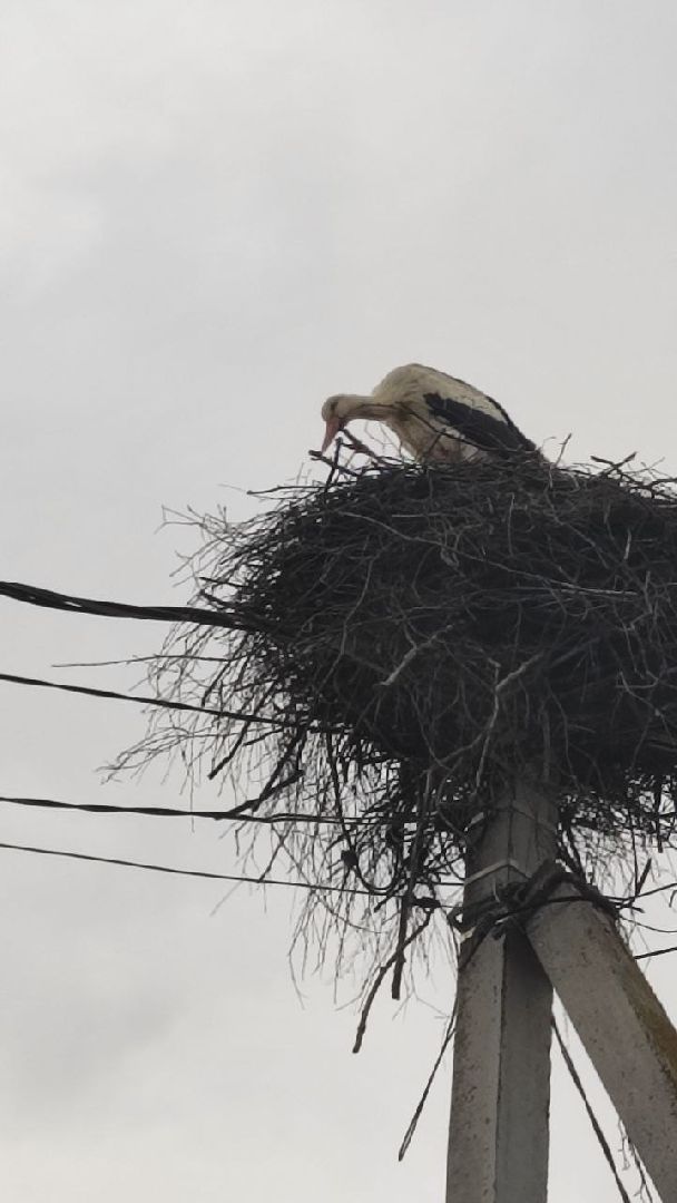 волоколамск, аисты, село спасс,