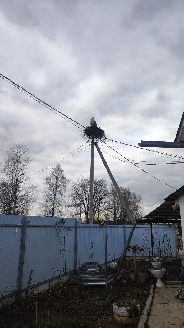 волоколамск, аисты, село спасс,