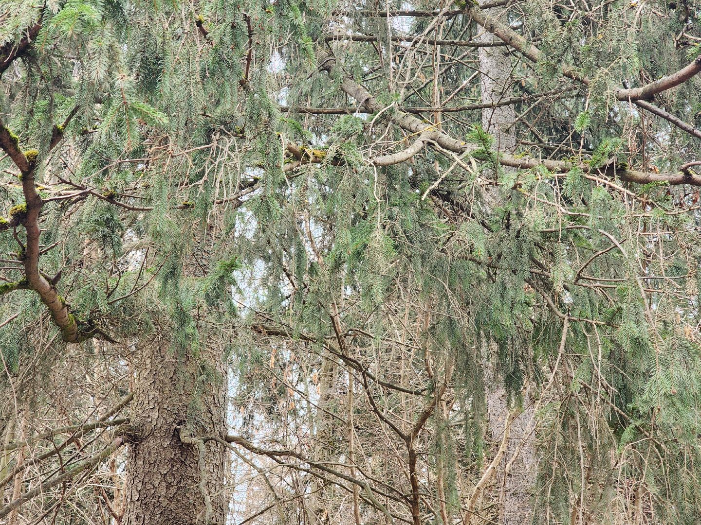 экология, голосование, благоустойство, лесопарк, тучково, руза, рузский городской округ,