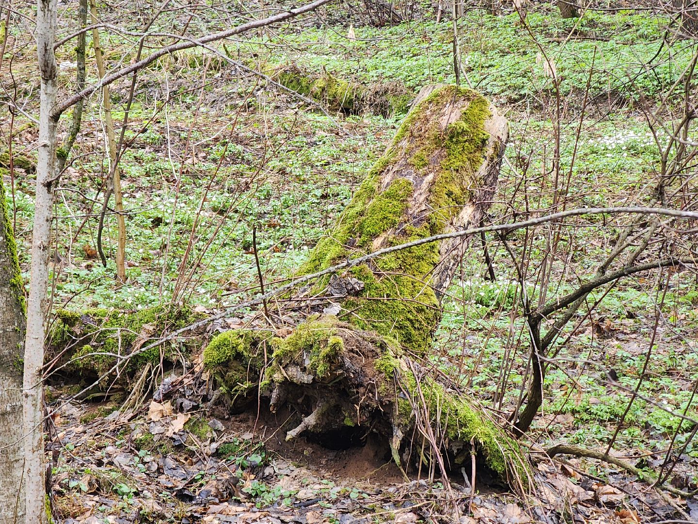 экология, голосование, благоустойство, лесопарк, тучково, руза, рузский городской округ,