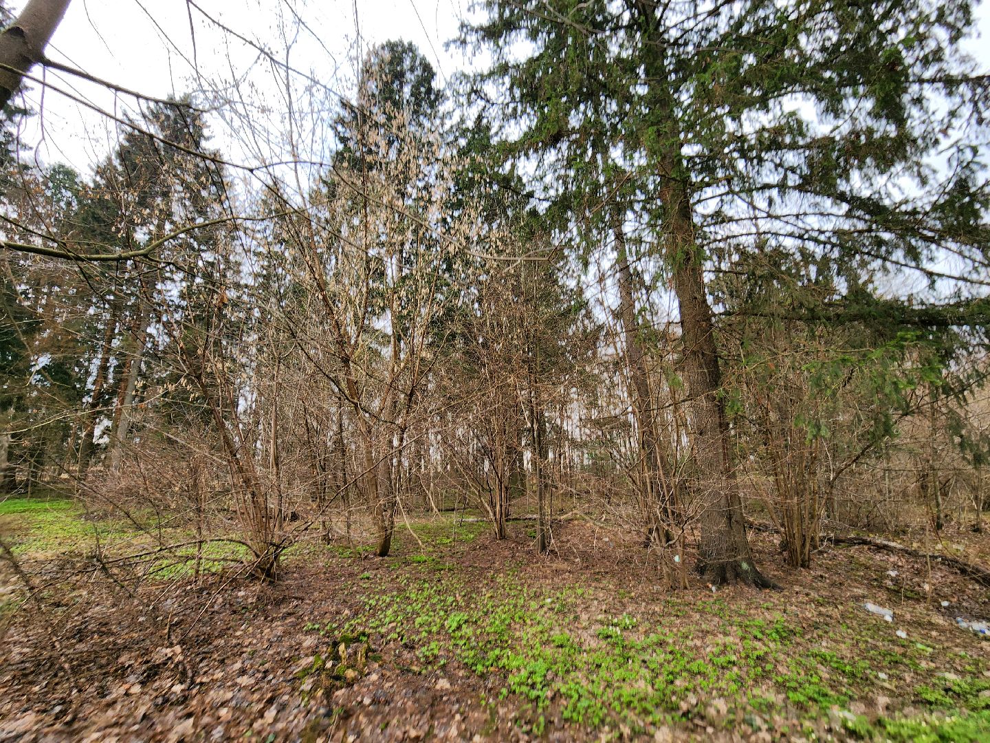 экология, голосование, благоустойство, лесопарк, тучково, руза, рузский городской округ,