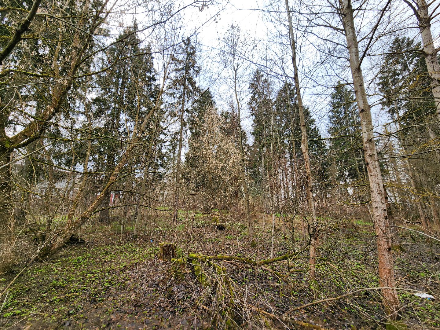 экология, голосование, благоустойство, лесопарк, тучково, руза, рузский городской округ,