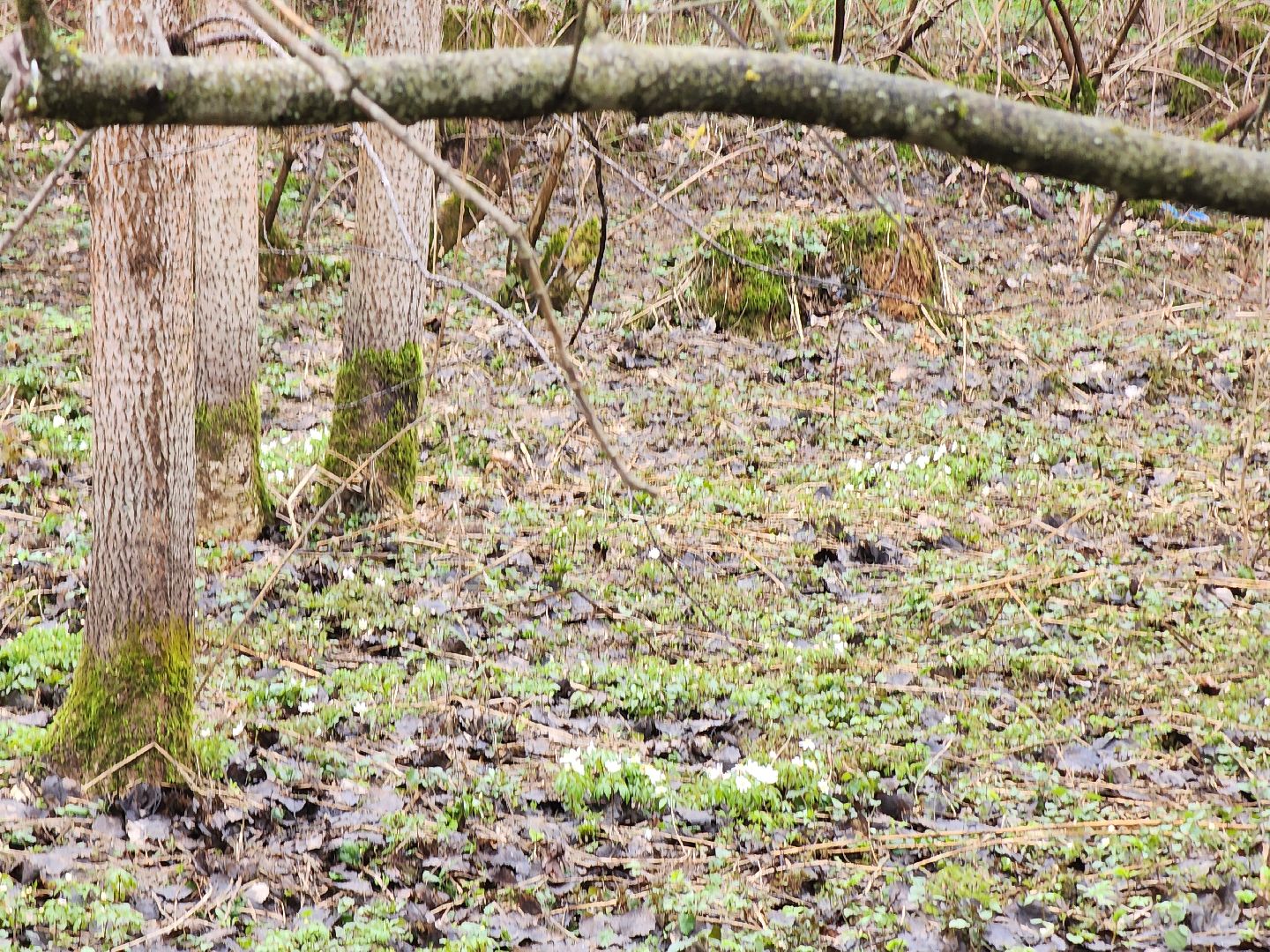 экология, голосование, благоустойство, лесопарк, тучково, руза, рузский городской округ,