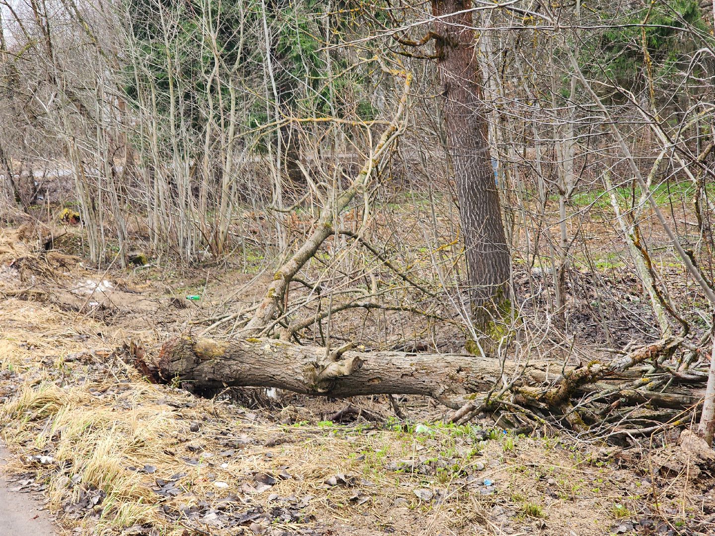 экология, голосование, благоустойство, лесопарк, тучково, руза, рузский городской округ,