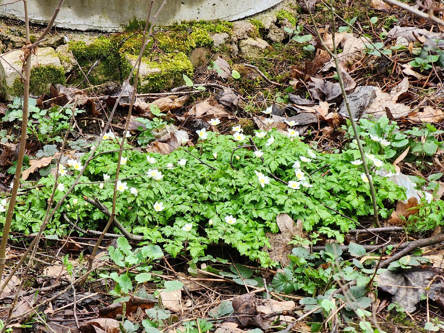 экология, голосование, благоустойство, лесопарк, тучково, руза, рузский городской округ,