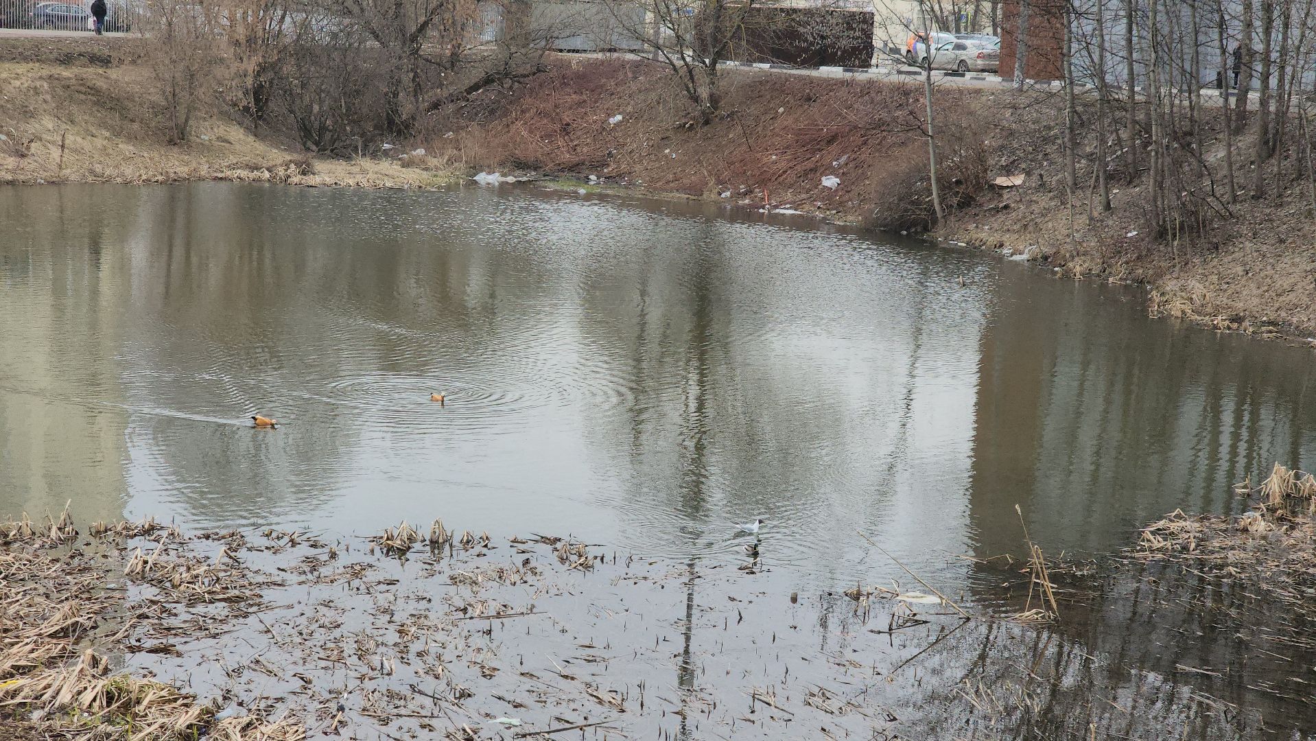 долгопрудный, парки, пернатые в парках, скворечник, экопрогулка, мастер-класс,