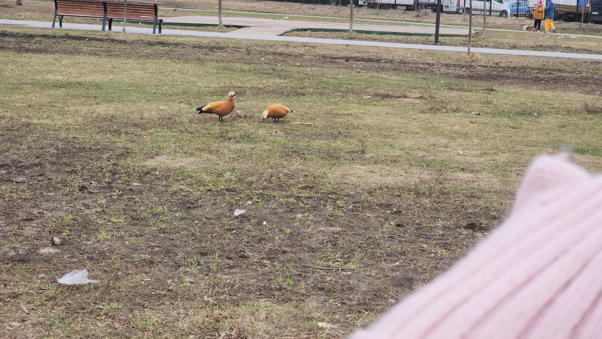 долгопрудный, парки, пернатые в парках, скворечник, экопрогулка, мастер-класс,