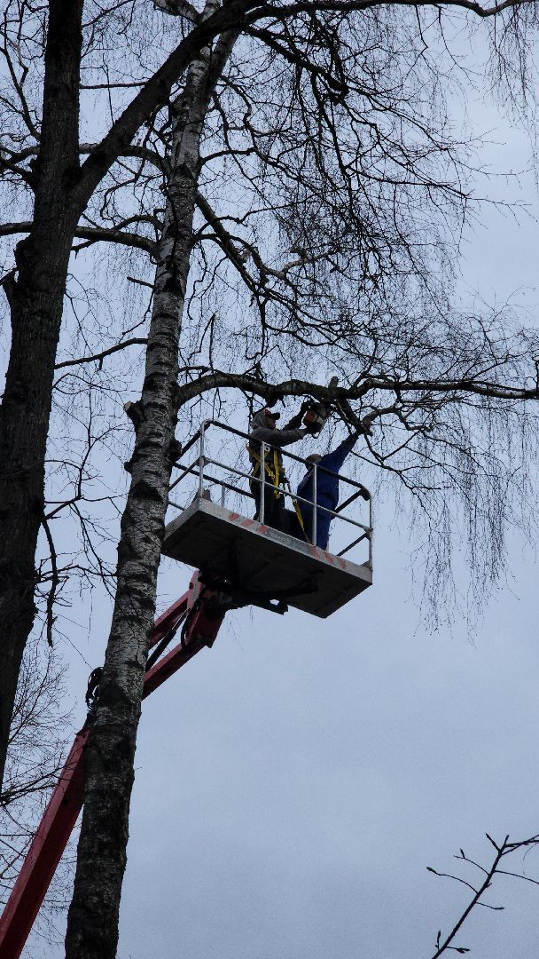 благоустройство, благоустройство 2024, аварийные деревья, тучково, руза, рузский городской округ, подмосковье, опиловка,