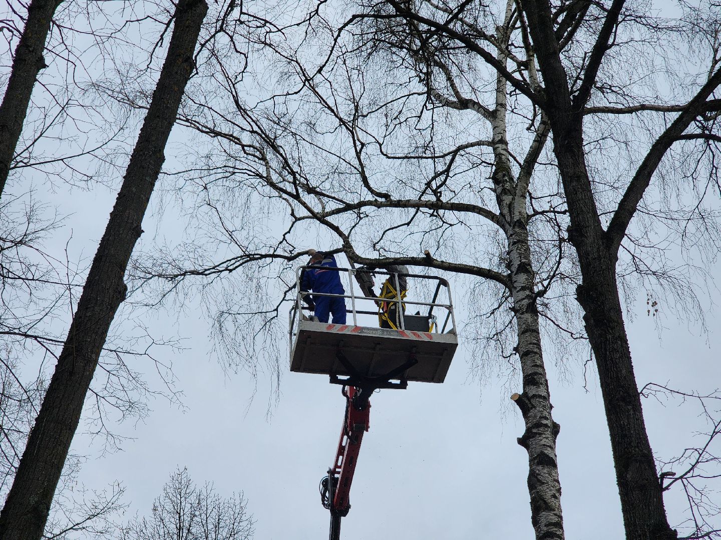 благоустройство, благоустройство 2024, аварийные деревья, тучково, руза, рузский городской округ, подмосковье, опиловка,