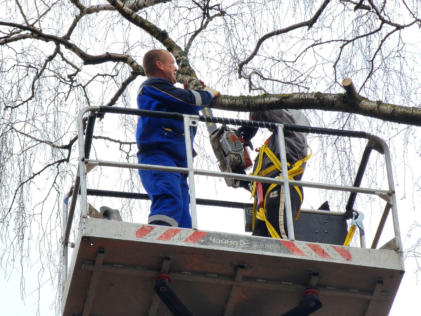 благоустройство, благоустройство 2024, аварийные деревья, тучково, руза, рузский городской округ, подмосковье, опиловка,